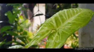 My syngonium plant collections /Arrowhead plant varieties