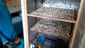 Инкубация перепелиных яиц,16-ый день,он же предпоследний.