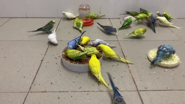 Чем кормить волнистого попугая? How to feed a wavy parrot?