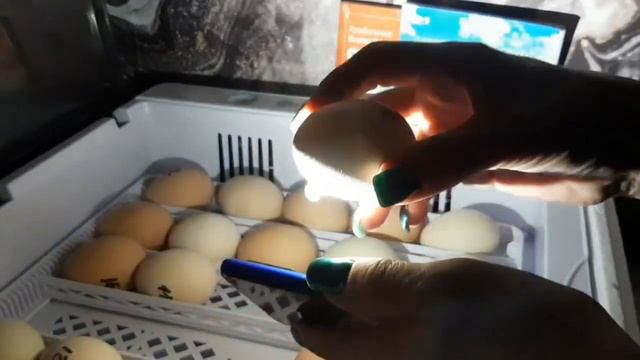 Овоскопирование куриных яиц, 5 суток инкубации. Какой же оплод?