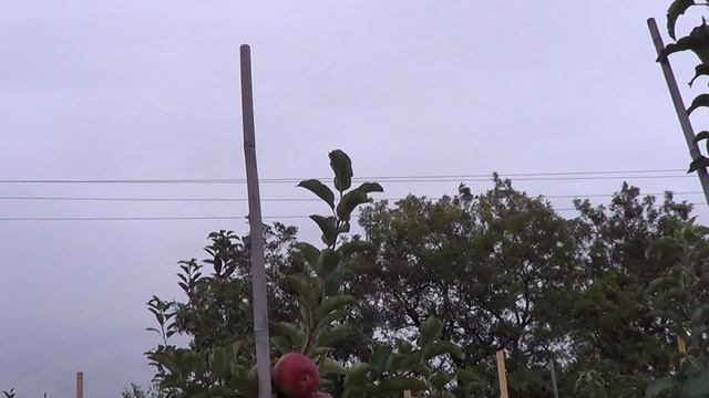 Яблоня Лиголь смотреть онлайн