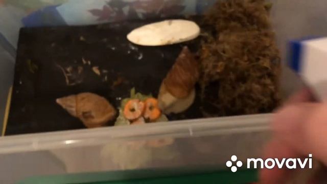 Еда моих  улиток. смотреть онлайн