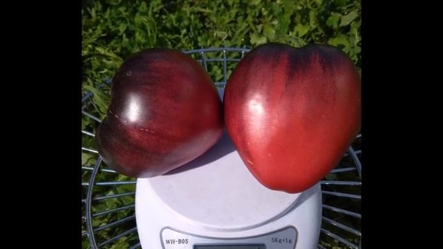 Красавчик сержант Пеппер покорит Ваше сердце: вкус карамели и великолепные новые расцветки! смотреть онлайн