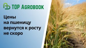 Цены на пшеницу вернутся к росту не скоро  | TOP Agrobook: обзор аграрных новостей