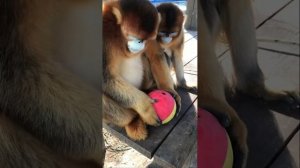 GOLDEN SNUB  NOSED MONKEY | GOLDEN MONKEY