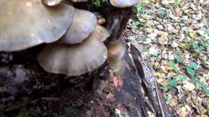 Грибы Вешенки в лесу. Популярные съедобные грибы. Как распознать.