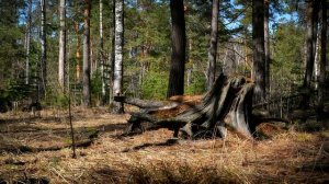 ? НЕПЕРЕБИВАЕМЫЙ , МОЩНЫЙ ЗАГОВОР ОТ ЗЛЫХ СОСЕДЕЙ .?