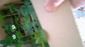 Отправка и упаковка саженцев почтой.Как это делаем мы.