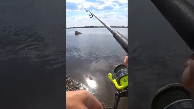 С первого заброса✌️#рыбалка #всегданарыбалке #бомбарда #чехонь #fishing #shorts