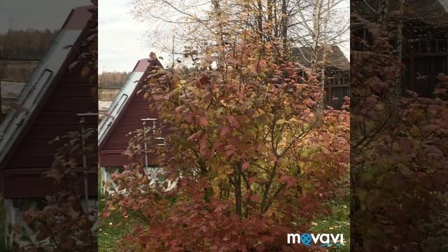 Золото осени. Зарисовка. смотреть онлайн