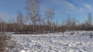 Охота на лося загоном.