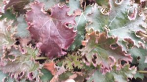 Как выглядит гейхера Sashay весной