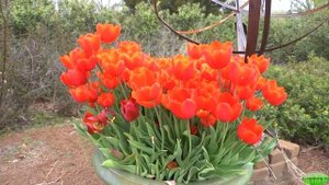 ВИДЫ ТЮЛЬПАНОВ ДАЧЕ? TULPEN НАЗВАНИЯ ВИДОВ ТЮЛЬПАНОВ  ВЕСЕННИЕ #МНОГОЛЕТНИКИ НА ДАЧЕ oldenburgru#24