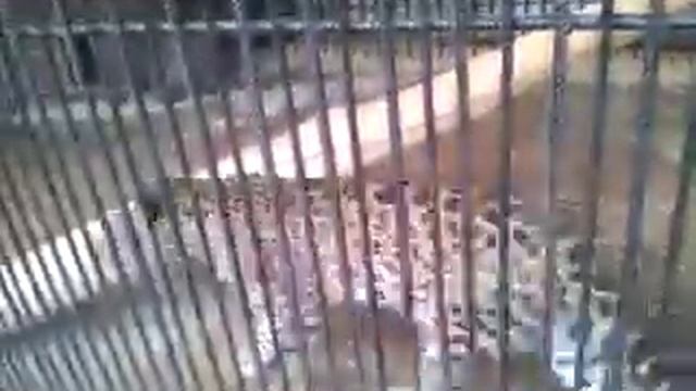 самарский зоопарк смотреть онлайн