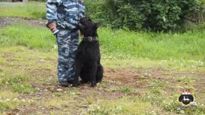 Во время летних каникул дети из Петропавловска-Камчатского побывали гостях у кинологов