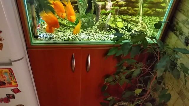Аквариум 3Dфон и шкаф своими руками для дочки, спустя год.