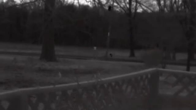 Unknown animal, Hti-301 thermal camera смотреть онлайн