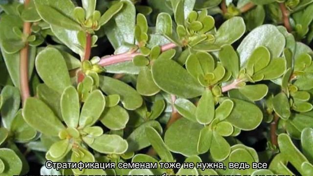 Портулак огородный — выращивание из семян