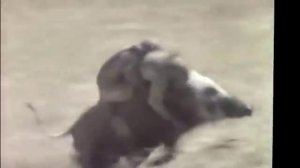 Обезьяны сбегают на кабане мото звук monkey Moto