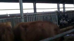 Новомарковка. Воронежская обл., Кантемировский район. Комплекс '' Молвест ''