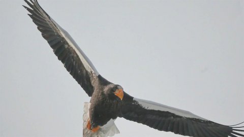 Во Владивосток прилетели на зимовку краснокнижные орланы