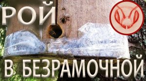 Поймал рой в безрамочную ловушку-скрутку из ДВП. Высокое место вокруг болот, красивая ловчая ель