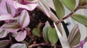 Традесканция Нанук (Tradescantia Nanouk) - затмевающее красочное растение