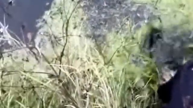 Рыболовное видео о том, как поймать щуку руками, или СЛУЧАЙ с поломанным спиннингом смотреть онлайн