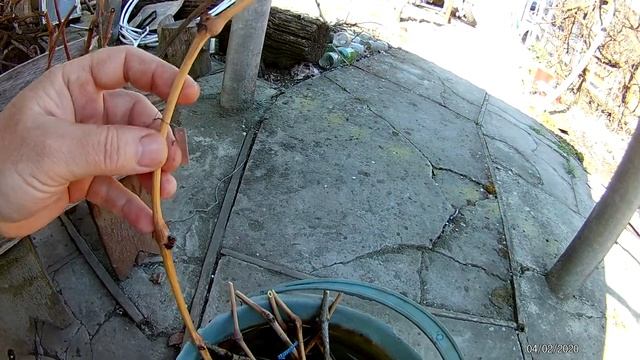Как я укореняю черенки винограда смотреть онлайн