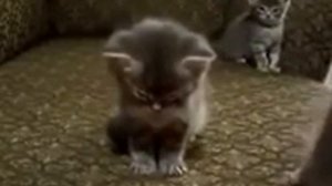 Кот дремлет!