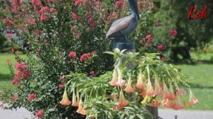 Beautiful Angels Trumpet | DIY Garden