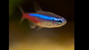 ГОЛУБОЙ НЕОН. УХОД , СОДЕРЖАНИЕ , КОРМЛЕНИЕ И РАЗМНОЖЕНИЕ
