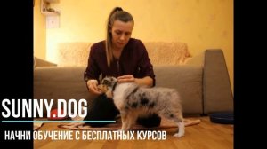 Как приучить щенка к ошейнику?