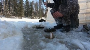 Рыба есть- она не может не есть!