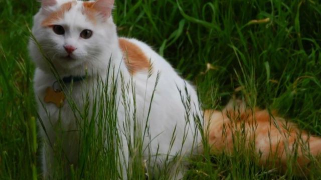 Алфавит в 4 лапы/В: Ван/Порода кошек которая не боится воды/История породы/ характер/ смотреть онлайн