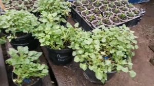 Кампанула жених, невеста, любовник. Обзор, черенкование.