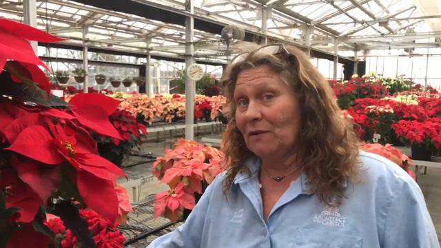 Poinsettia care tips - how to keep your poinsettia looking good this year and next смотреть онлайн