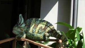 Хамелеон быстро меняет цвет и размеры