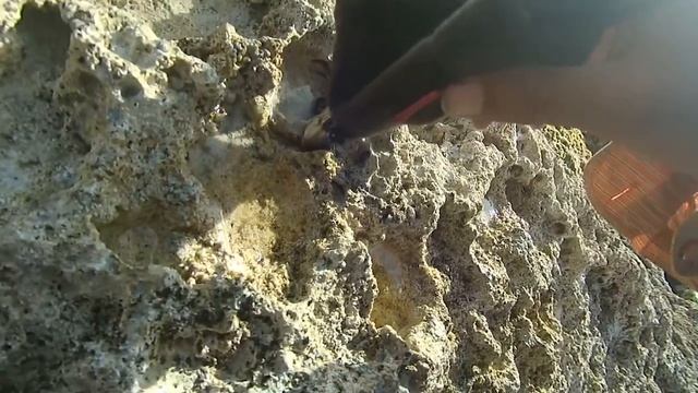 Морские обитатели Краб с икрой смотреть онлайн