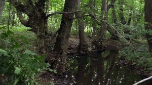 ДРЕМУЧИЙ ЛЕС. ОЛЬХА В ЛАНДШАФТНОМ ЗАКАЗНИКЕ "БАЛКА СКЕЛЕВАЯ"