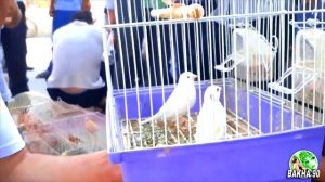 Птичий рынок Таджикистан г Канибадам
