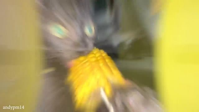 CATS you will remember and LAUGH all day! ?Funny Cats Videos 2023 - смотреть видео онлайн от «Кулинарные открытия» в хорошем качестве, опубликованное 21 ноября 2023 года в 5:47:17 00:10:28.