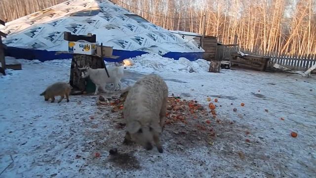 СУДИТЕ САМИ... ГДЕ МАНГАЛИЦЫ, А ГДЕ НА МАНГАЛ... И.. ЦЫ... БИО-ФЕРМА МАНГАЛИЦА смотреть онлайн
