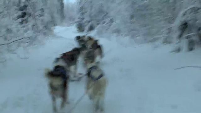Рованиеми,катание на собаках смотреть онлайн