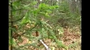 охота на зайца беляка с русскими гончими.