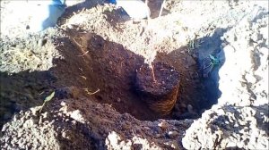 Осенняя посадка саженцев винограда.