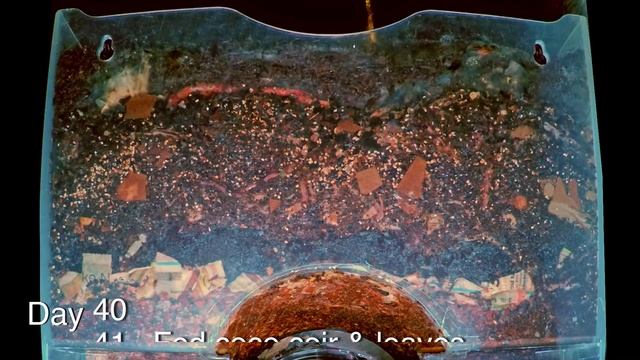 "Around the Worm Bin in 80 Days" FAST time-lapse - Vermicomposting with Red Wigglers & Layered Food смотреть онлайн