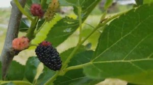 Шелковица, или Тутовое дерево.