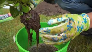 Как посадить рододендрон на своем участке? Подготовка почвы