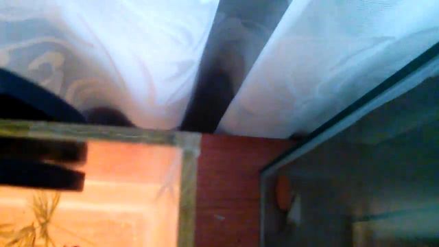 У гуппи чернеет родовое петно смотреть онлайн